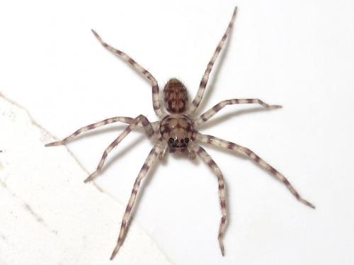 Réf. 254 538 : Heteropoda venatoria